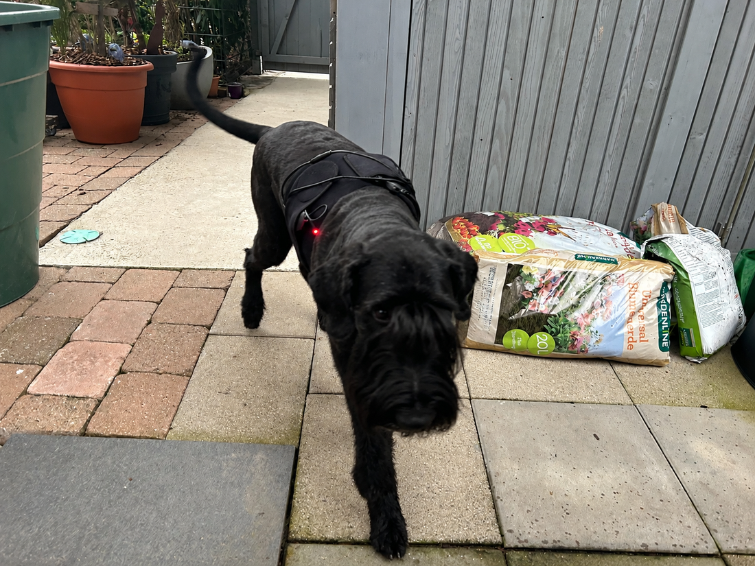 Sieh deinen Hund wieder rennen, als wär er ein Welpe