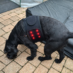 FellLicht | Rotlicht-Therapiegürtel für Hunde